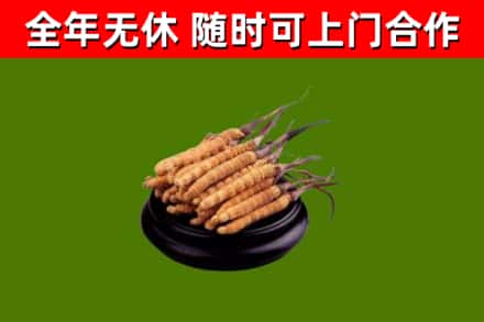 延庆回收散虫草